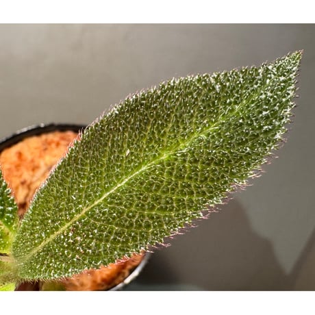 Cyrtandra sp. from Landak West Kalimantan