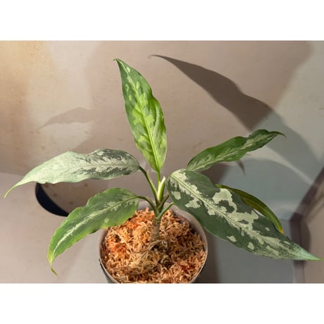CATEGORY Aglaonema | M・R・G・R