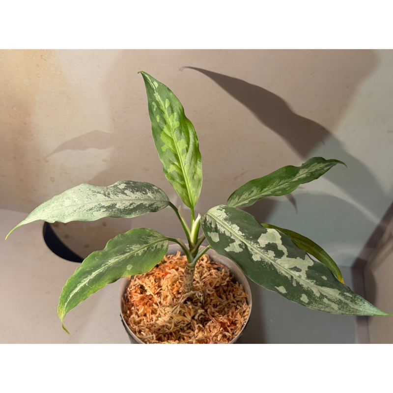 Aglaonema pictum A しるば〜らいん from Aceh sumatera [...