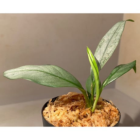 Rhaphidophora sp. "Silver" from Pulau Singkep