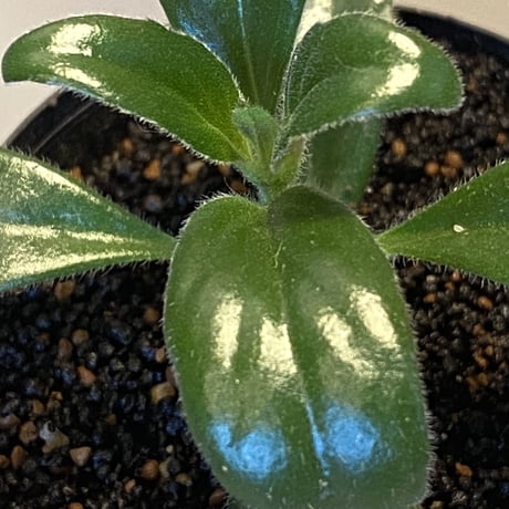 Columnea cf. crassifolia from Colombia [LA0316-03-f1]