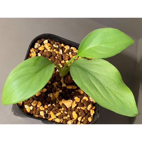 Homalomena sp . from Jerteh [TK090118-2]