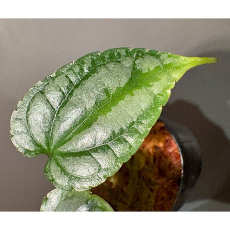 Cissus sp. "Padang" Sumatra barat [TB]