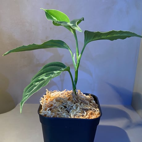 Aglaonema pictum”Tallgeese”BGW from sibolga [AZ0913-1a]