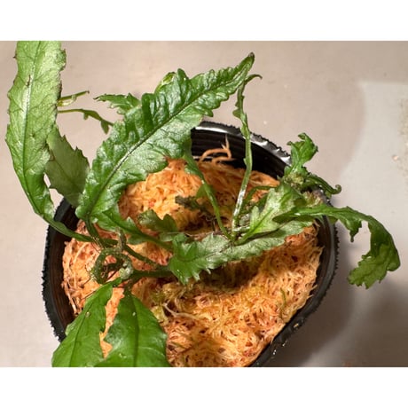 Microsorum sp. "Short Dragon Tail"