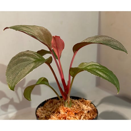 Homalomena sp. from Solok sumatera [LA0616-03]