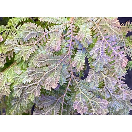 Selaginella sp. from Iquitos Peru [tanakay]