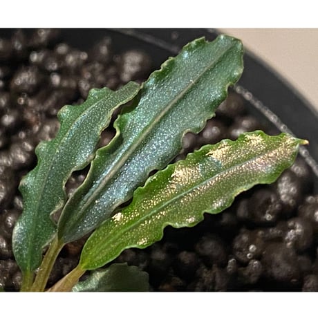 Bucephalandra sp. from "Mangat" [MF0417-2A] ②