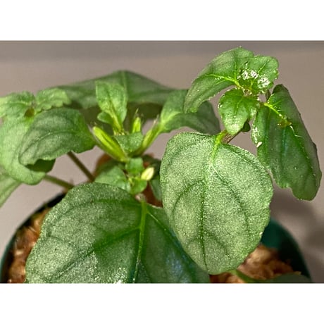 Hemigraphis reptans from Mindanao [KSB]