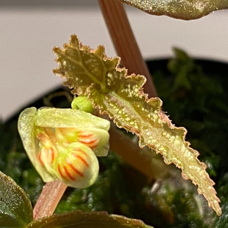 Begonia variabilis from Dabong [TK150717]