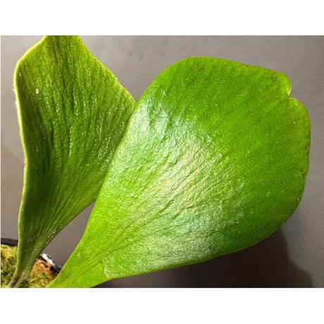 Antrophyum sp. from Aceh sumatera (Mサイズ) ①