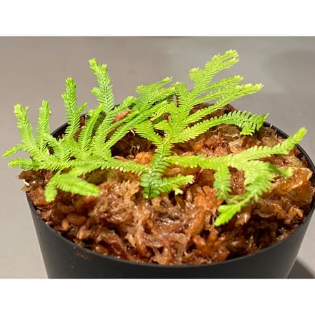 Selaginella biformis [STRINGE PLANTS]