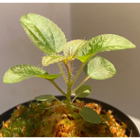 Phylagathis sp. from Cao Bang. Vietnum