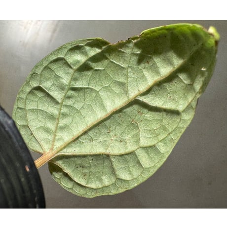 Piper sp. from Malaysia