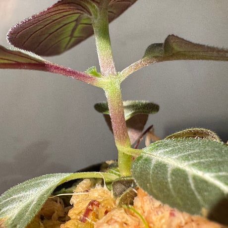 Gesneriaceae gen. from Kalimantan Barat