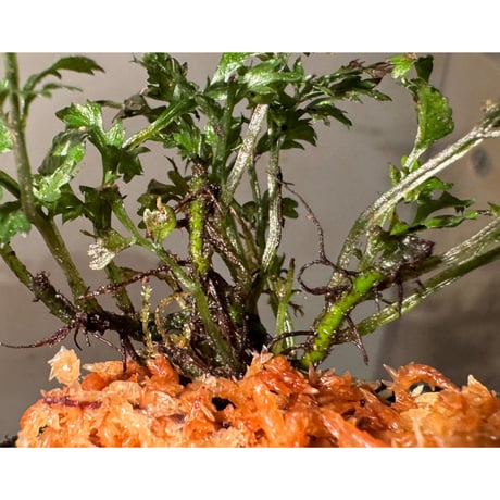 Trichomanes sp. from Iquitos Peru [tanakay]