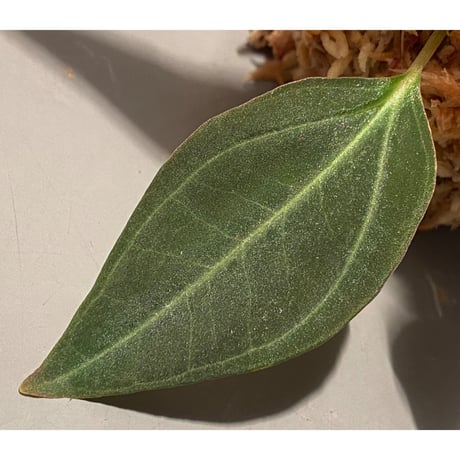 Pachycentria sp. from Selangor