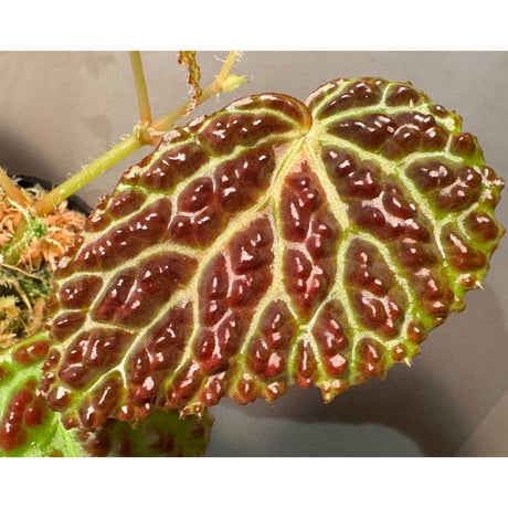 Begonia dracopelta from Borneo