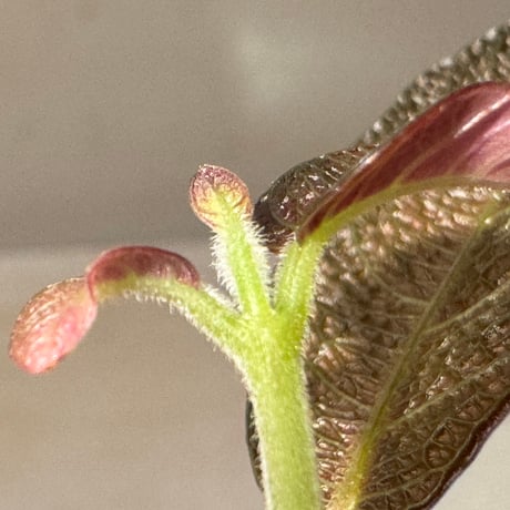 Ophiorrizha sp. from Kapuas hulu West Kalimantan