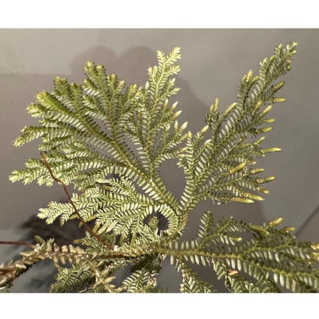 Selaginella sp. from Landak West Kalimantan