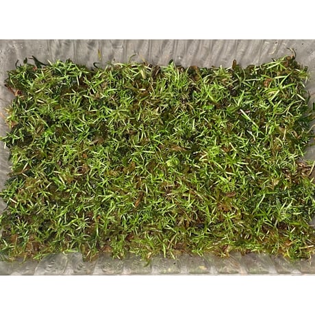 Moss from Ipoh State Malaysia
