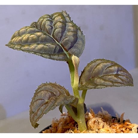 Ardisia sp. from Vietnam