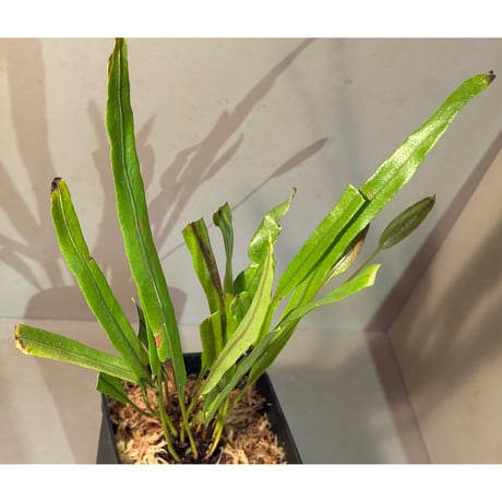 elaphoglossum | STORES