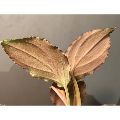Homalomena sp. from Sumatera