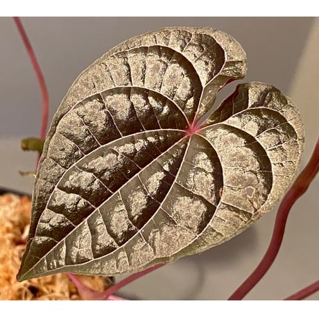 Dioscorea dodecaneura (discolor) from Ecuador