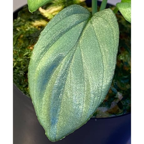 Homalomena cf. humilis from Sumatera Barat [LA0719-02]