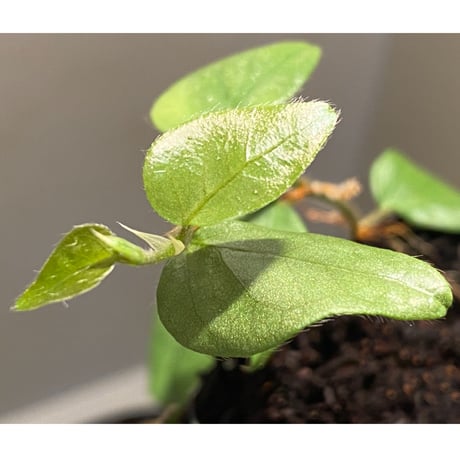 Ficus sp. from Murung raya [LA0515-05]