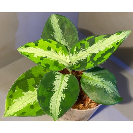 Aglaonema pictum "マルチカラー白玉" D.F.S from Sumatera barat [AZ0912-1]