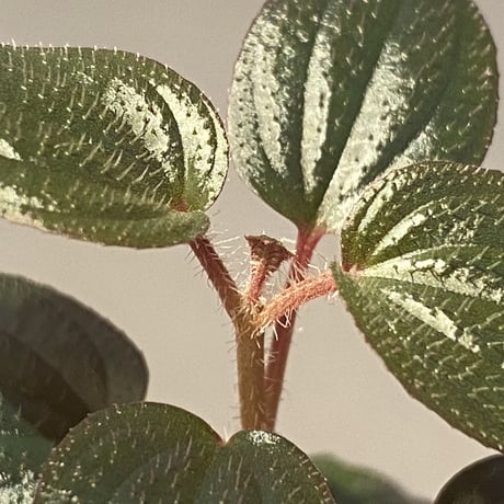 Phyllagathis rotundifolia [STRINGE PLANTS]