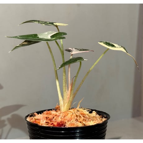 Alocasia Bambino 'Variegata'