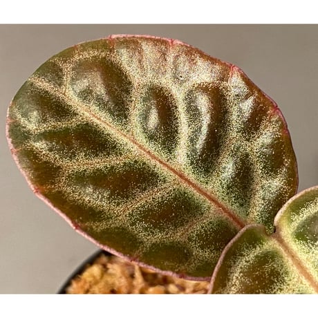 Ardisia sp. "Turtle Back" from Borneo