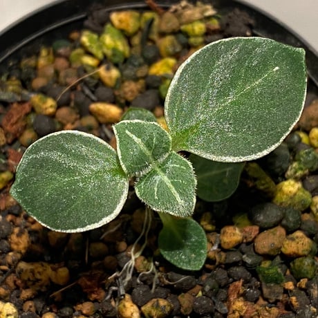 Argostemma bifolium from Bukit Larut [TK130717]