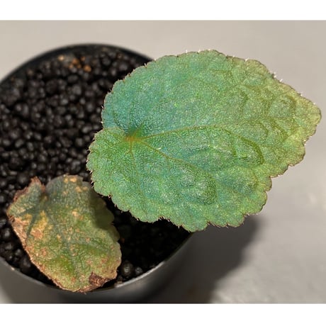 Begonia sp. from Tuyen Quang [YH1117] TK