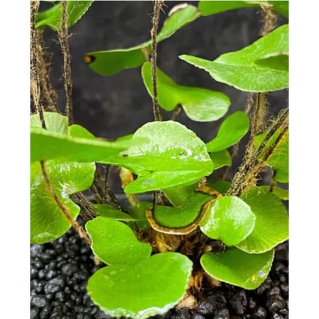 Adiantum reniforme