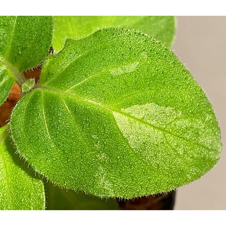 Gymnostachyum sp. from Tigalingga [HW0219-02]