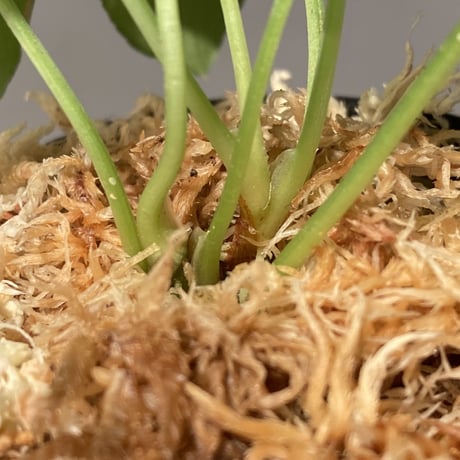 (２株立ち) Homalomena sp. "Minimum" from Padan Utara [AZ0512-04]