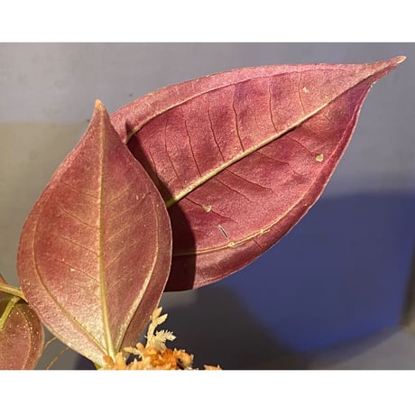 Pachycentria sp. from Selangor