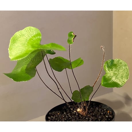 Adiantum reniforme