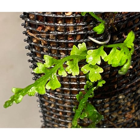 Teratophyllum aculeatum from Nanga pinoh [TB]