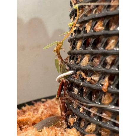 Marcgravia sp. from Tarapoto Peru