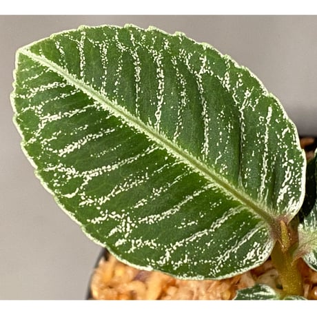 Ardisia sp. from Aceh Selatan [HW0816-03]