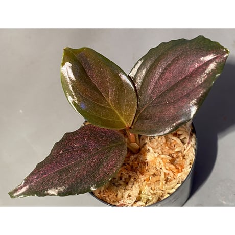 Rhodospatha sp. from Ecuador [tanakay]