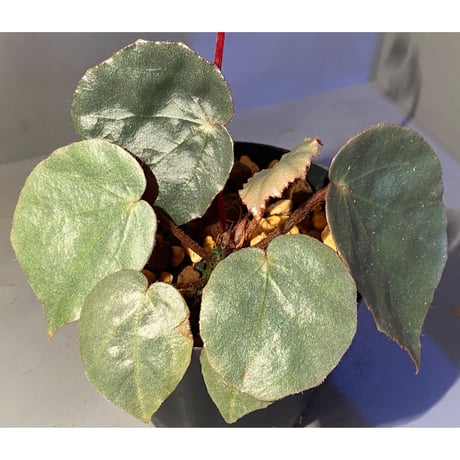 Begonia sp. f1 from Sumatera [NT ORCHID]