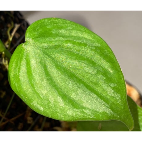 Philodendron sp. from Iquitos Peru [tanakay]