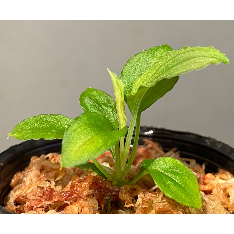 Homalomena sp. from Solok sumatera [LA0616-03]