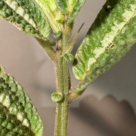 Elatostema sp. from Kapuas hulu West Kalimantan